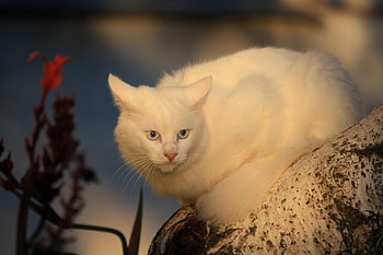 Animals, Wood, Cat, Tree, Fright, White Cat HD wallpaper