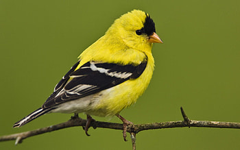 Animals, Light, Bird, Sit, Branch, Light Coloured, Color, American Goldfinch, American Flaunt HD wallpaper