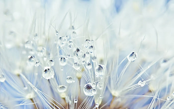 Dandelion, blue, white, drops, texture, water, macro HD wallpaper