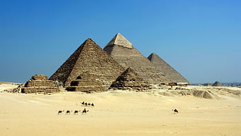 Capture of the iconic Pyramids of Giza under a clear blue sky with camels traversing the sandy desert. HD wallpaper