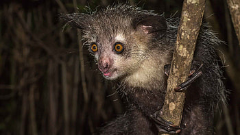 Madagascar lemurs, Wild eye, Lemur land, Aye Aye HD wallpaper