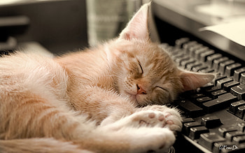 Animals, Cats HD wallpaper