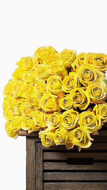 Yellow Rose, Yellow Flower HD phone wallpaper