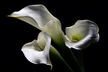 Calla Lily, , Blossoming elegance, Natural beauty HD wallpaper
