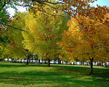 Have A Great Weekend, trees, weekend, great HD wallpaper