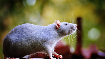 Cute rodents, Furry creatures, Rat species, Animal kingdom HD wallpaper