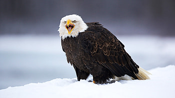 Animals, Birds, Eagles HD wallpaper