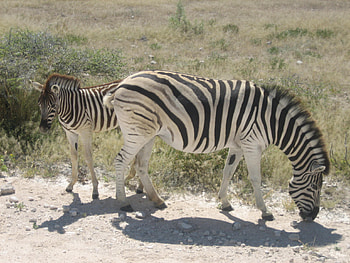 zebras, mother and foal HD wallpaper