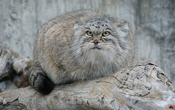 Animals, Sight, Opinion, Pallas' Cat, Manul, Wool, Attentiveness, Mindfulness HD wallpaper