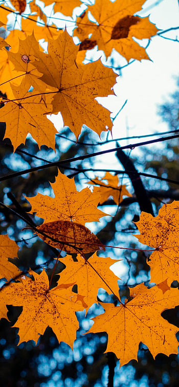 Yellow leaves, Vibrant colors, Autumn foliage, Nature's palette HD phone wallpaper