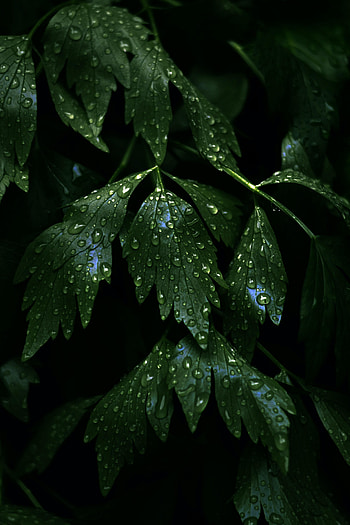 Nature, Leaves, Drops, Dark, Stems HD phone wallpaper