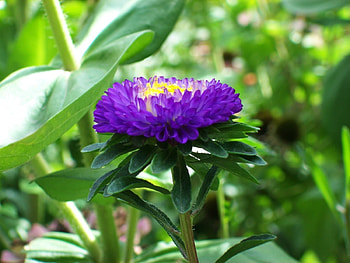 Plants, Flowers HD wallpaper