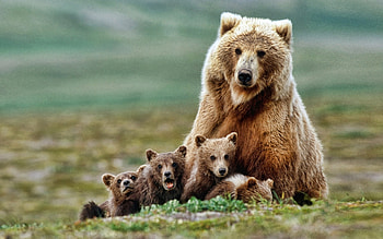 Bear, Animal HD wallpaper