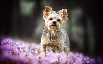 Yorkshire Terrier, Pets HD wallpaper