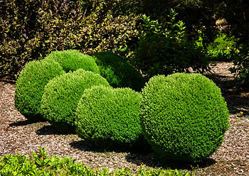 Teddy arborvitae shrubs, Tree center's offering, Compact and charming, Ornamental delight HD wallpaper