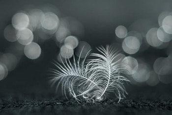 Soft, feathers, reading, black and white HD wallpaper