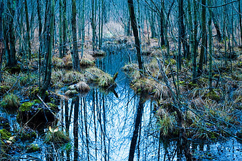 scary swamp, blue, swamps, plants, trees, nature, water, forest HD wallpaper