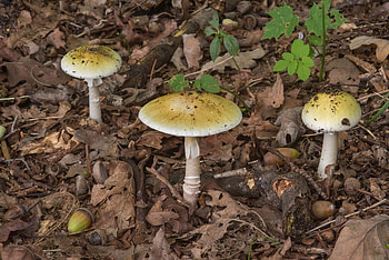 Death cap mushrooms, Amanita phalloides, From Russia, Nature's poison HD wallpaper