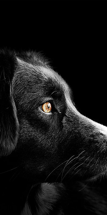 Dog, black dog, dark background, mysterious HD phone wallpaper