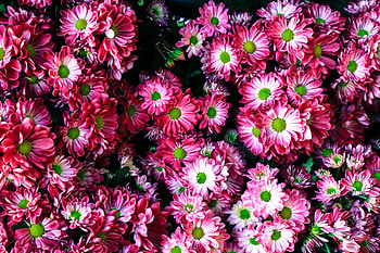 Flowers, Bright, Lot HD wallpaper