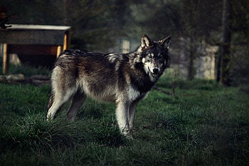 wolfie, white, timber, saying, black, wolves, , wolf, canislupus, howling, wolf art, wisdom HD wallpaper