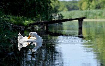 Animals, Lake, Bird, Forest, Pond, Goose HD wallpaper