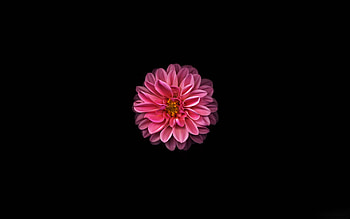 Pink Dahlia, minimal and dark HD wallpaper