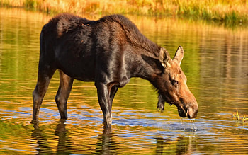 Animals, Nature, Background, Elk HD wallpaper