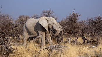 Elephants in Botswana Africa, animal, Elephants, Botswana, Africa HD wallpaper
