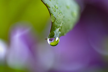 Drops, Macro, Sheet, Leaf, Dew, Bend HD wallpaper