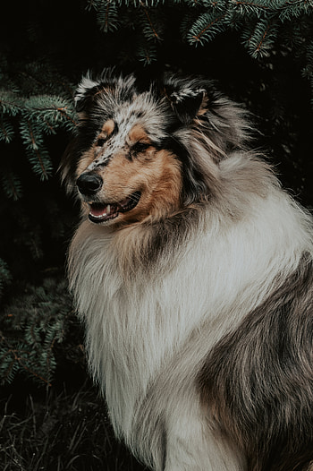 Animals, Fluffy, Dog, Pet, Sight, Opinion, Animal HD phone wallpaper