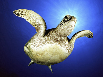 Animals, Sea, To Swim, Swim, Paws, Turtle HD wallpaper