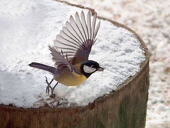 Beautiful Bird, cool, beautiful, bird HD wallpaper