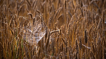 Spider Web, animal, web, insect HD wallpaper