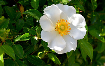 Wild Rose, rose, white, wild, flower HD wallpaper