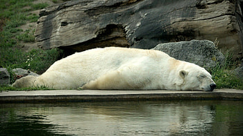 Animals, Water, To Lie Down, Lie, Bear, Sleep, Dream, Polar Bear HD wallpaper