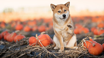 Light Brown White Shiba Inu Dog Is Sitting In Pumpkin Field Background Dog HD wallpaper