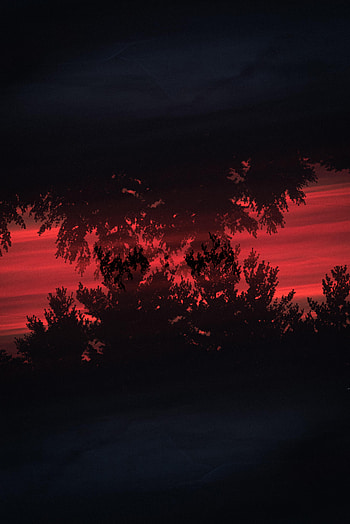 Trees, Bush, Reflection, Dark, Silhouette HD phone wallpaper