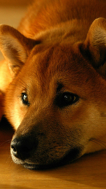 Shiba Inu, Shiba Inu puppies HD phone wallpaper