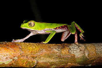 White Lined Monkey Frog, Animals, Green, Brown, Frog, Eyes HD wallpaper
