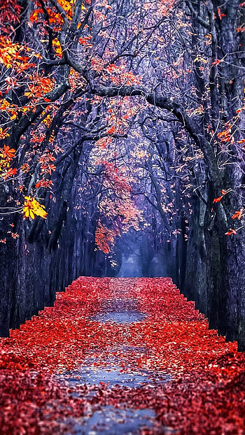 Gallery of autumn leaves in frost and HD phone wallpaper