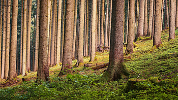 Trees, nature, forest, outdoor HD wallpaper