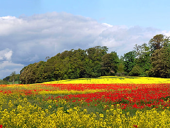 Red and Yellow-Flowers, , yellow, red, beautiful, flowers HD wallpaper