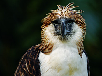 | Background ID:343845. Animal Philippine Eagle HD wallpaper