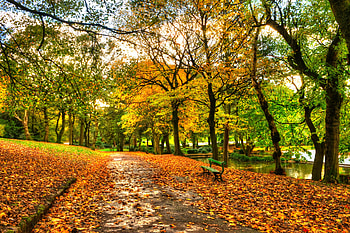 Autumn, leaves, nature, fall HD wallpaper