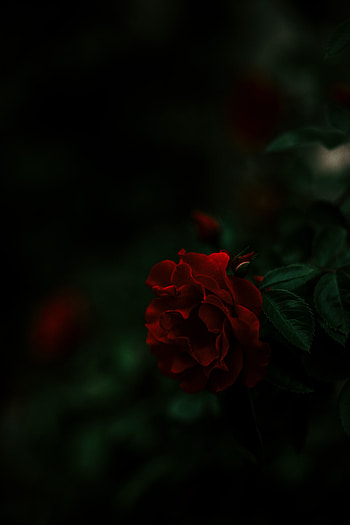 Bush, Dark, Rose Flower, Rose HD phone wallpaper