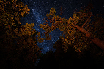 Trees, Night, Dark, Starry Sky, Branches HD wallpaper