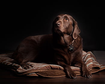 A chocolate Labrador dog lounging on a cozy rug with a dark background. HD wallpaper