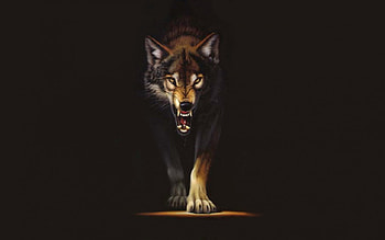 Wolf, wolves, animals HD wallpaper