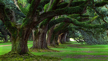 Oak Alley, Parks HD wallpaper